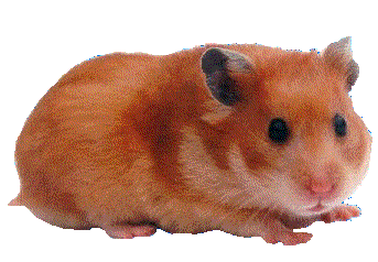 Hamster.gif (10886 bytes)